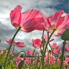 Mohn im Gegenlicht