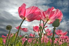 Mohn im Gegenlicht