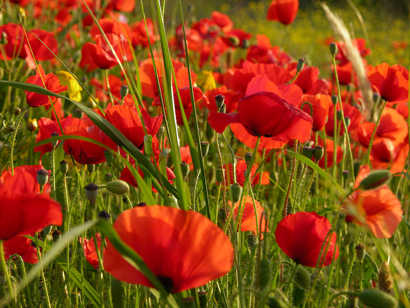 MOHN im Gegenlicht