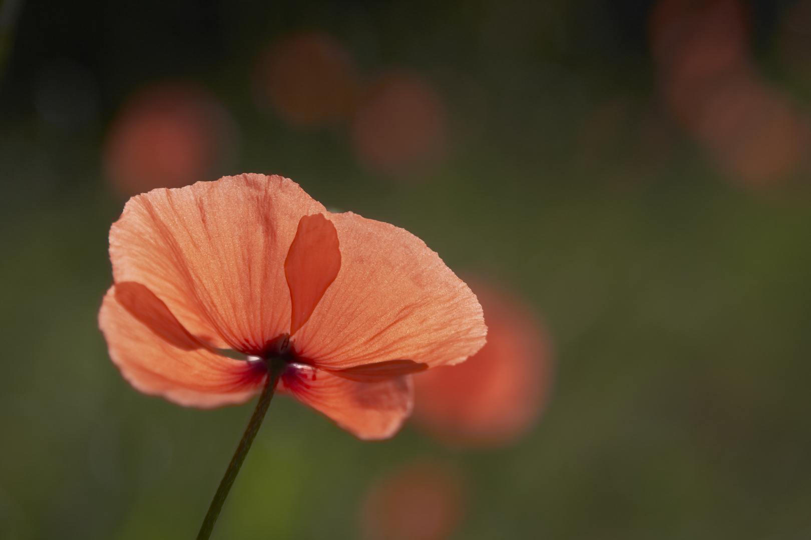 Mohn im Gegenlicht