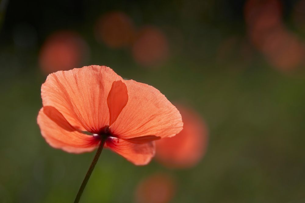 Mohn im Gegenlicht