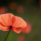 Mohn im Gegenlicht