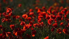 Mohn im Gegenlicht