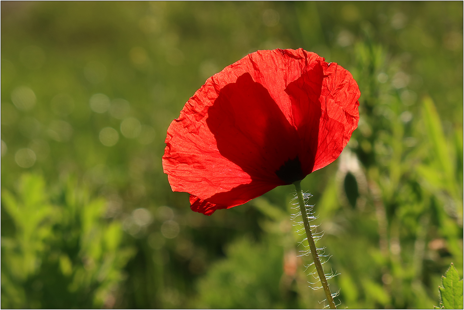 Mohn im Gegenlicht...