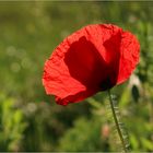 Mohn im Gegenlicht...