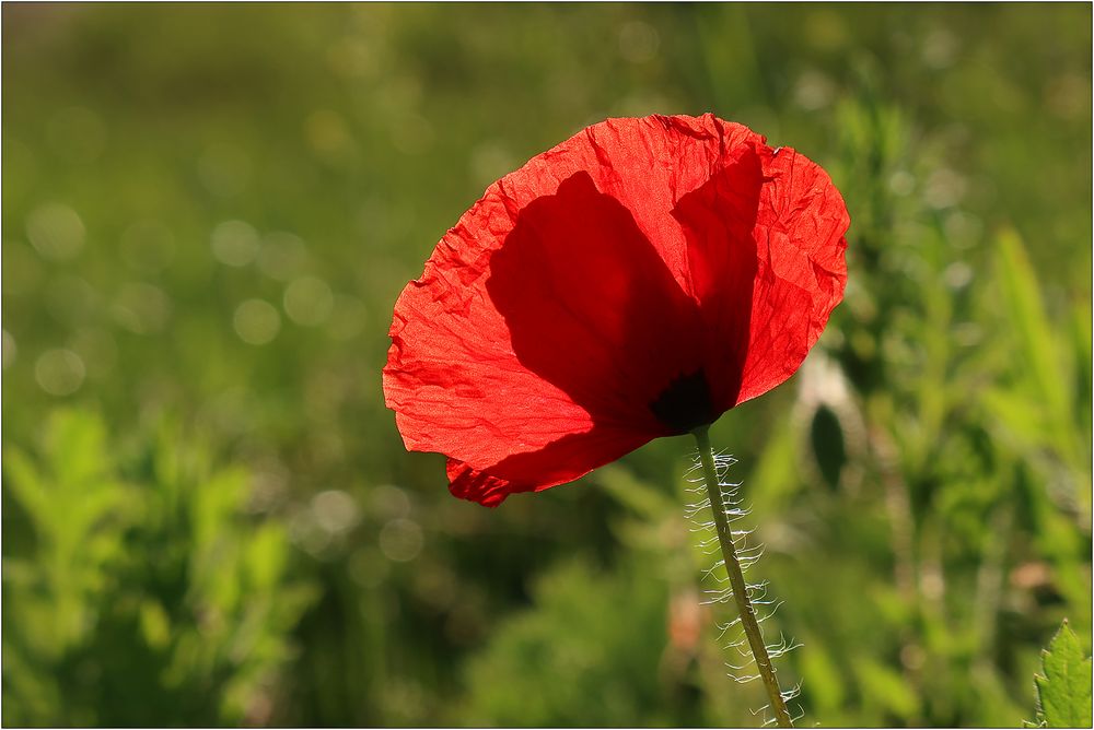 Mohn im Gegenlicht...