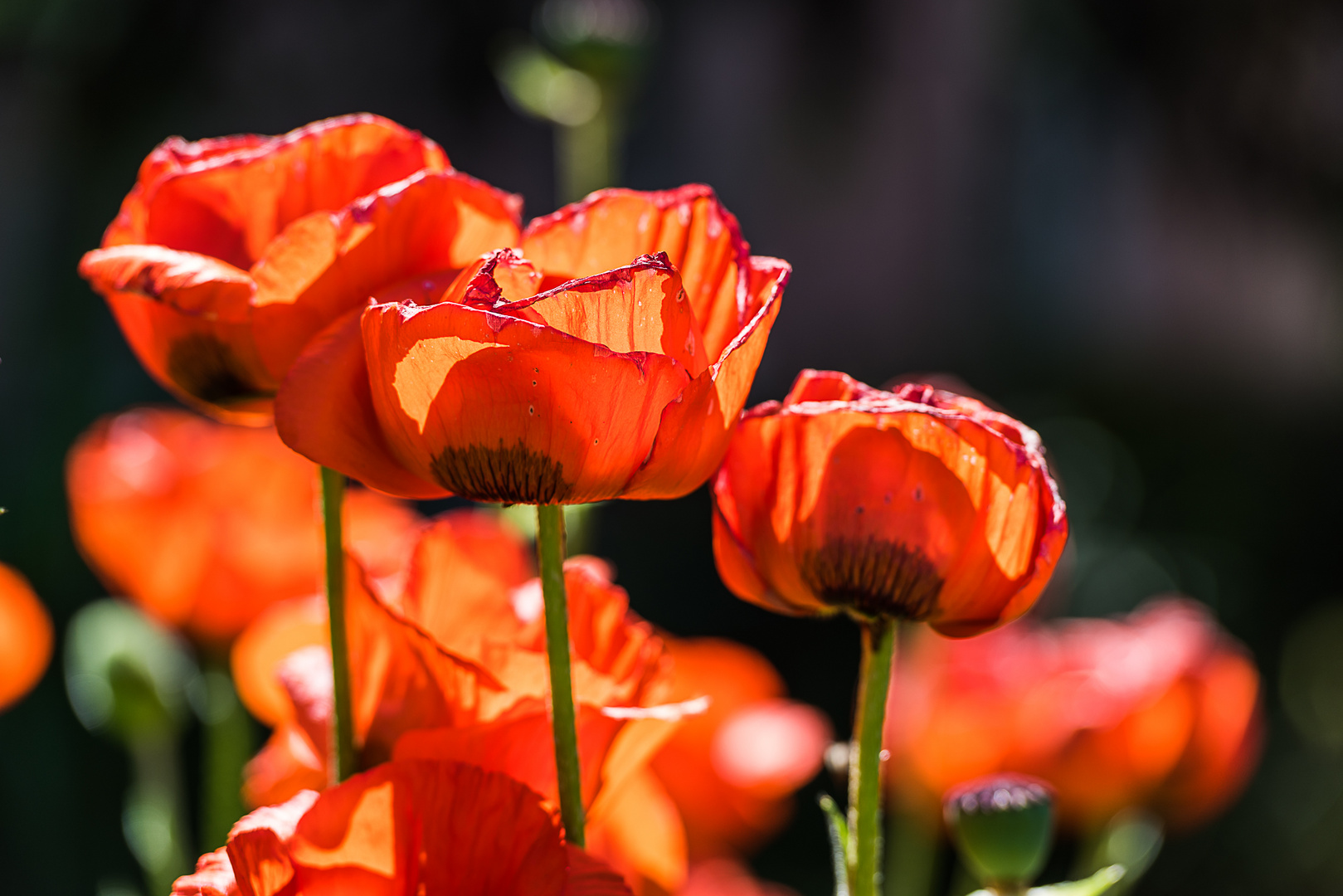 Mohn im Gegenlicht