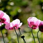 Mohn im Gegenlicht