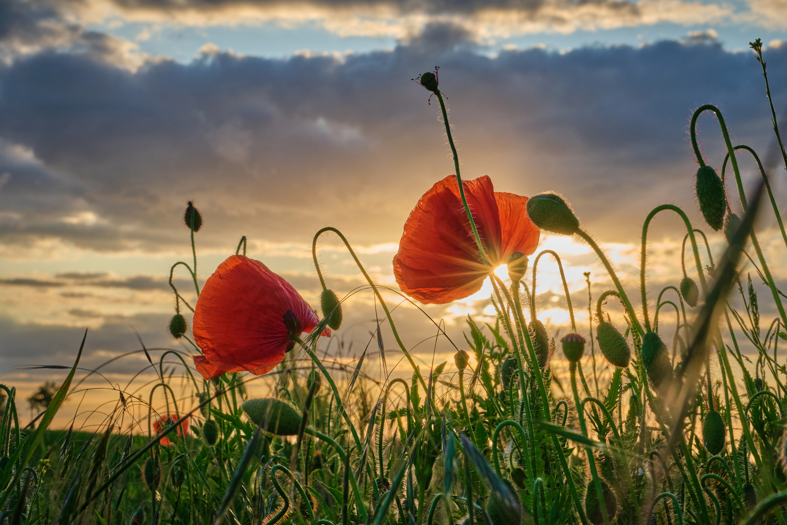 Mohn im Gegenlicht