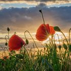 Mohn im Gegenlicht