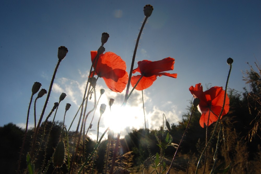 Mohn im Gegenlicht