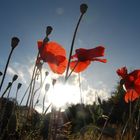 Mohn im Gegenlicht