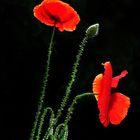 Mohn im Gegenlicht