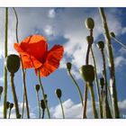 Mohn im Gegenlicht