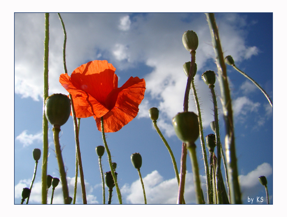 Mohn im Gegenlicht