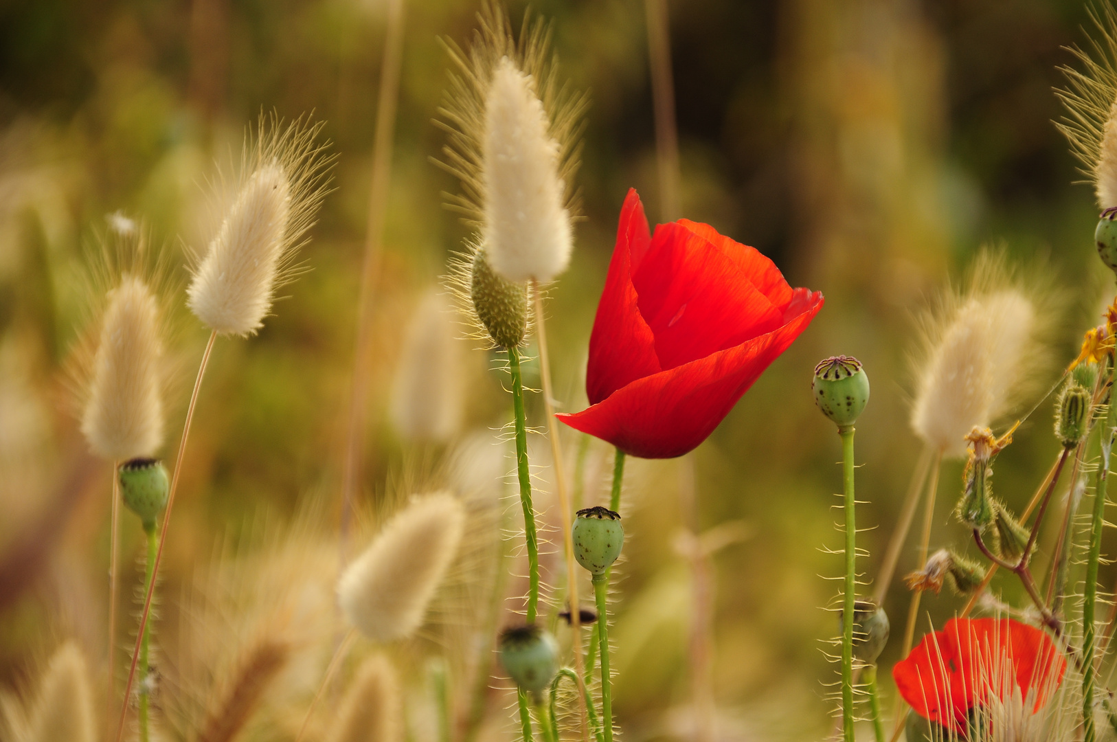 Mohn im Gegenlicht