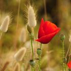 Mohn im Gegenlicht