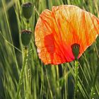 Mohn im Gegenlicht