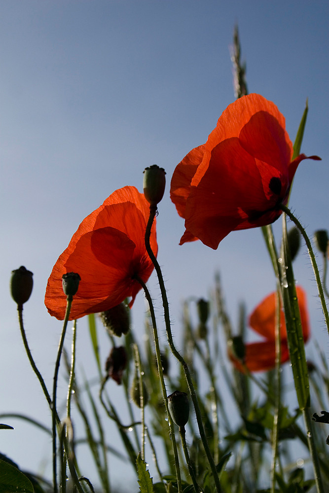 Mohn im Gegenlicht