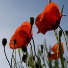 Mohn im Gegenlicht