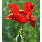 Mohn im Gegenlicht