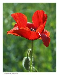 Mohn im Gegenlicht