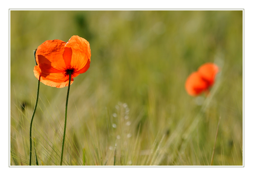 Mohn im Gegenlicht