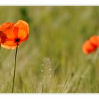 Mohn im Gegenlicht