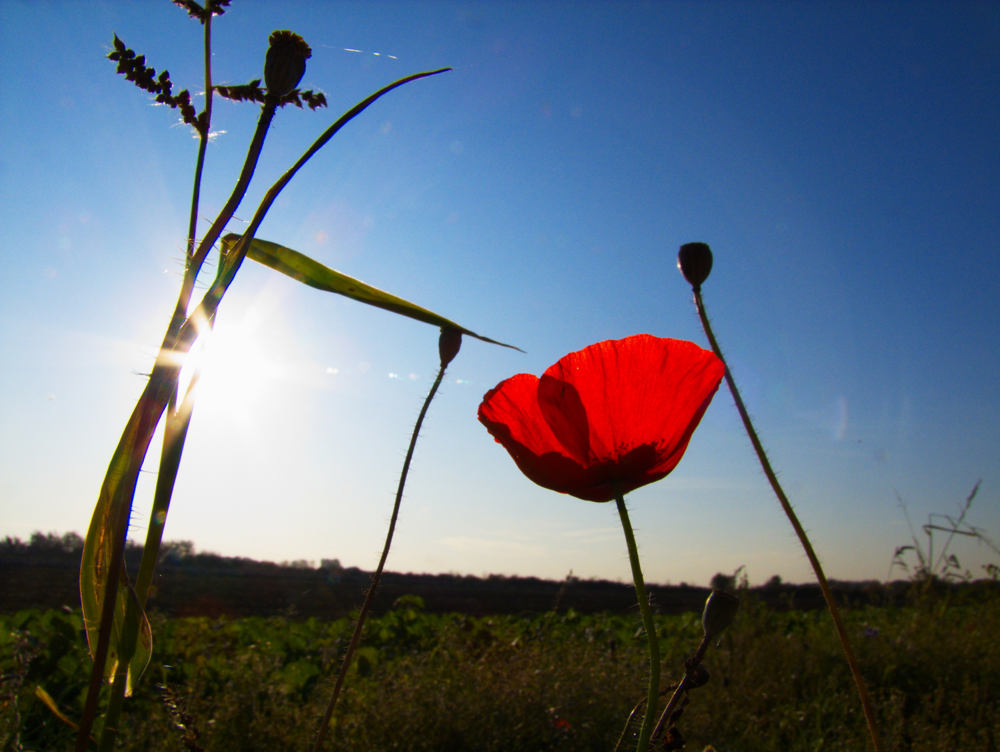 Mohn im Gegenlicht