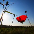 Mohn im Gegenlicht