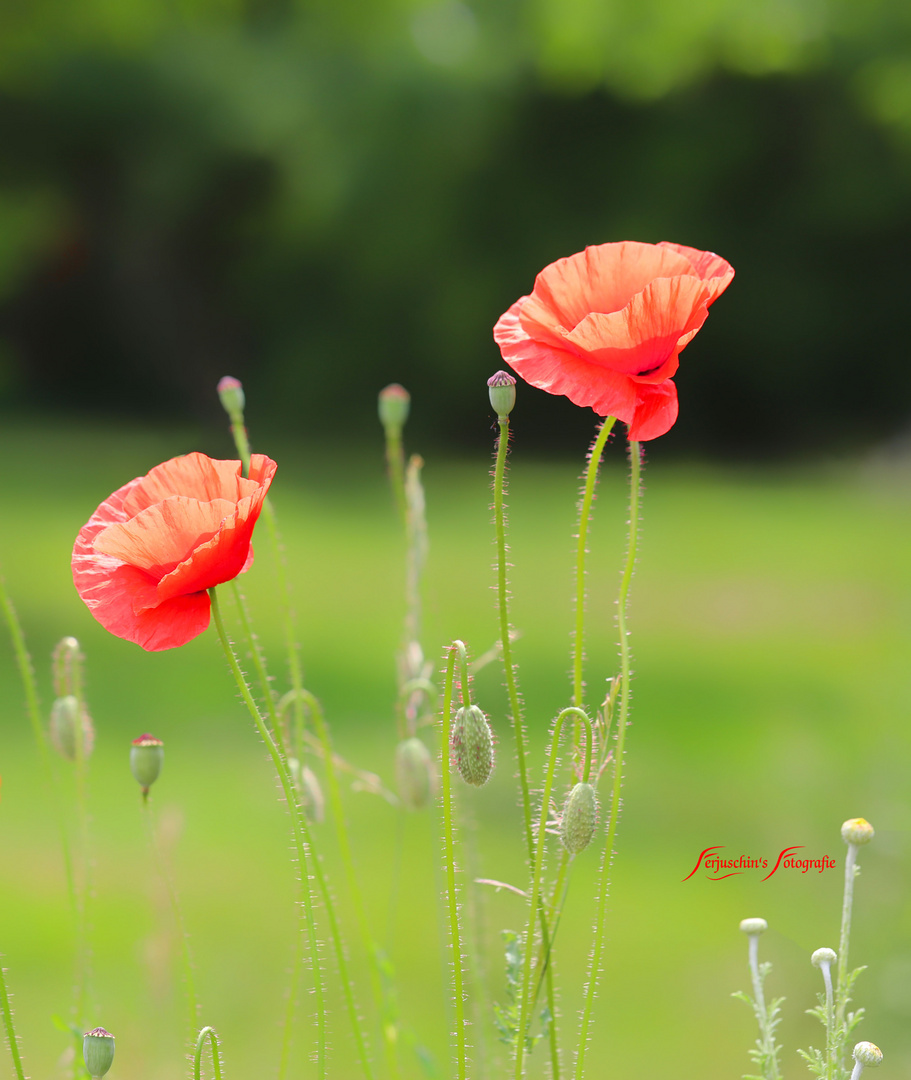 Mohn im Gegenlicht 