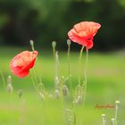 Mohn im Gegenlicht 