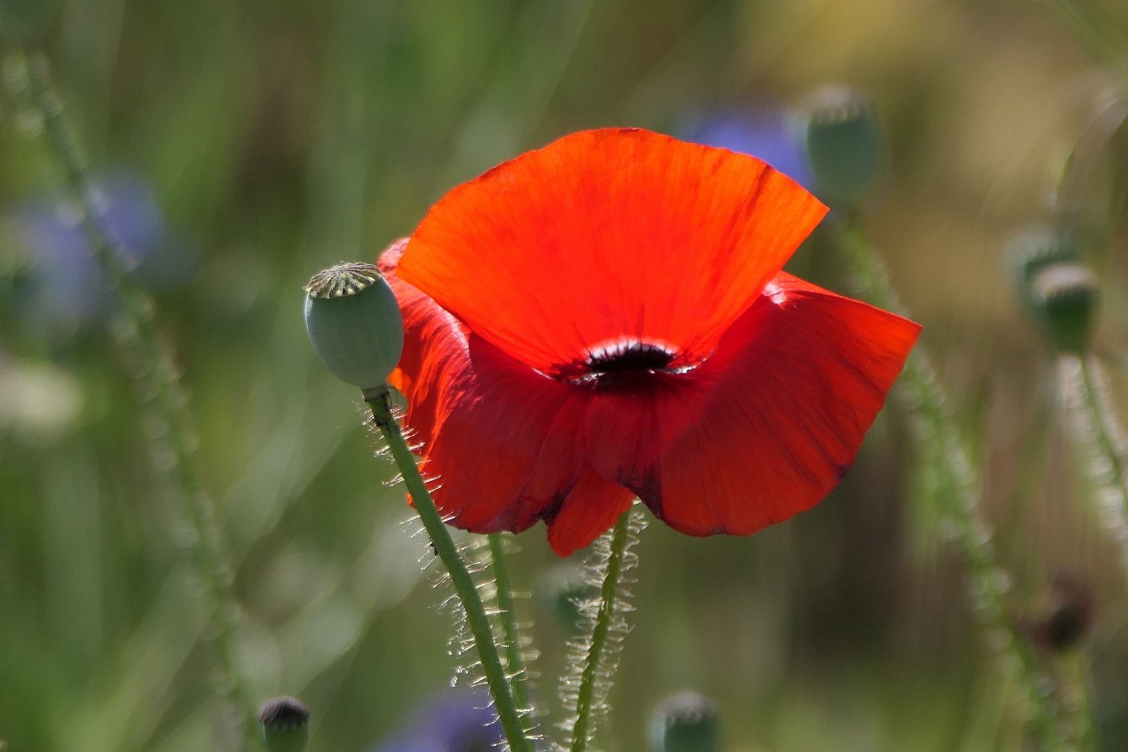 Mohn im Gegenlicht