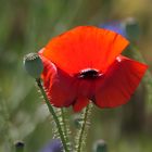 Mohn im Gegenlicht