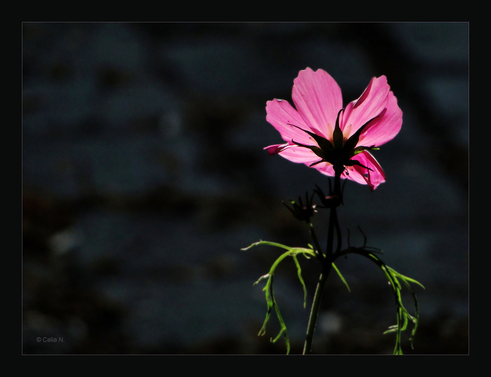 Mohn im Gegenlicht