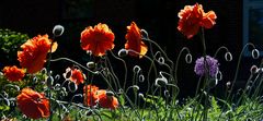 Mohn im Gegenlicht halt