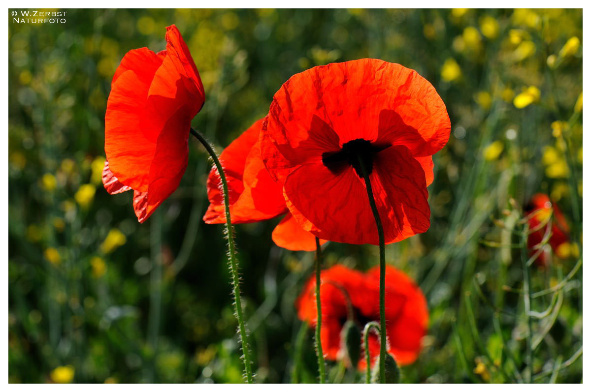 -- Mohn im Gegenlicht -- ( Papaver rhoeas )