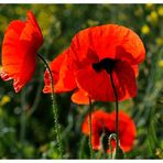 -- Mohn im Gegenlicht -- ( Papaver rhoeas )