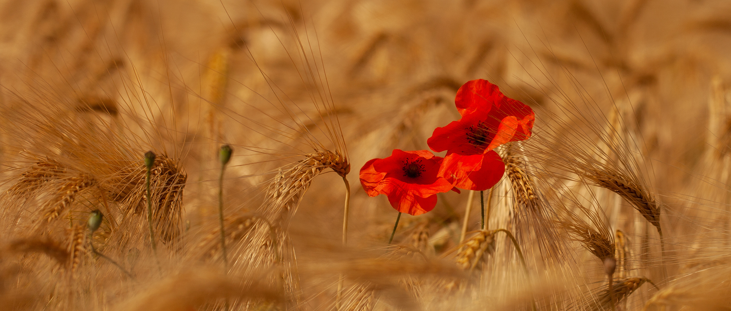 Mohn im Gerstenfeld 001a