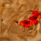 Mohn im Gerstenfeld 001a