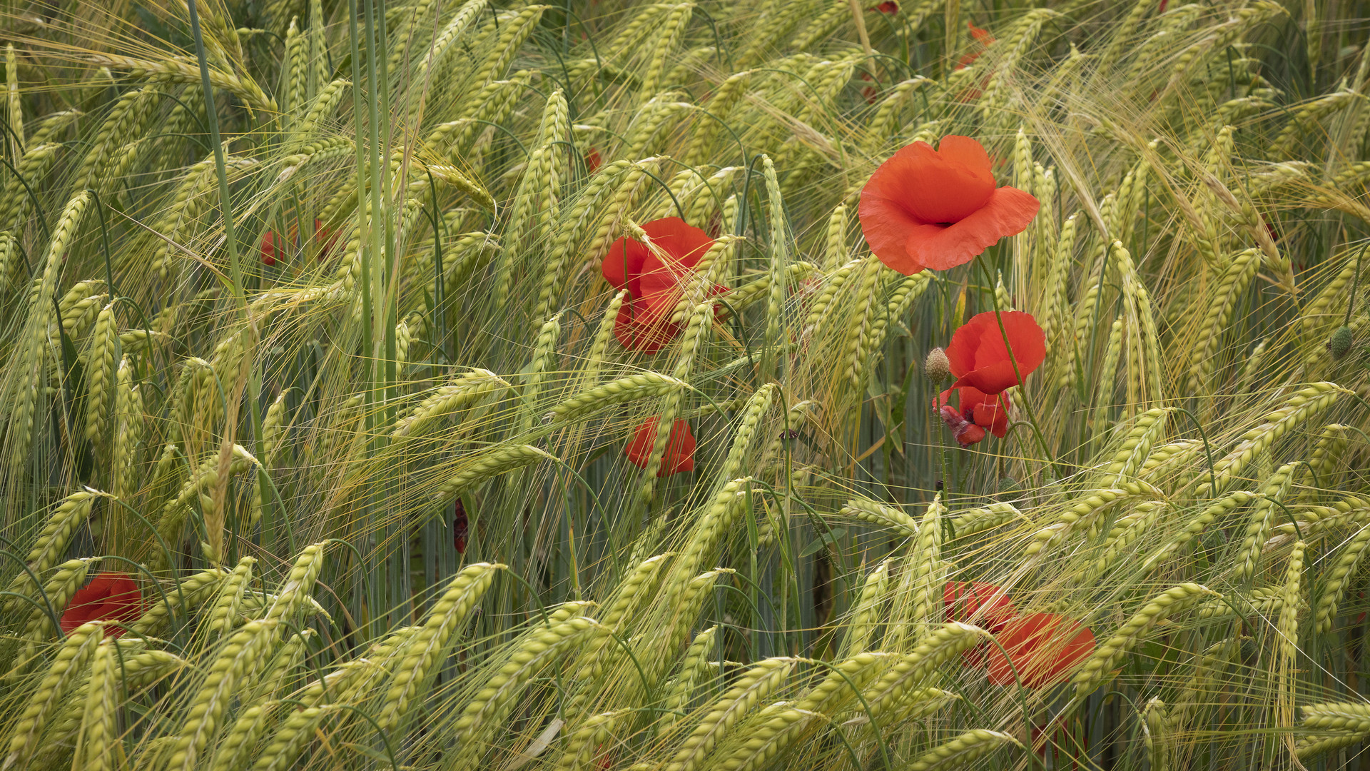 Mohn im Gerstenfeld