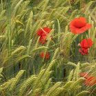 Mohn im Gerstenfeld