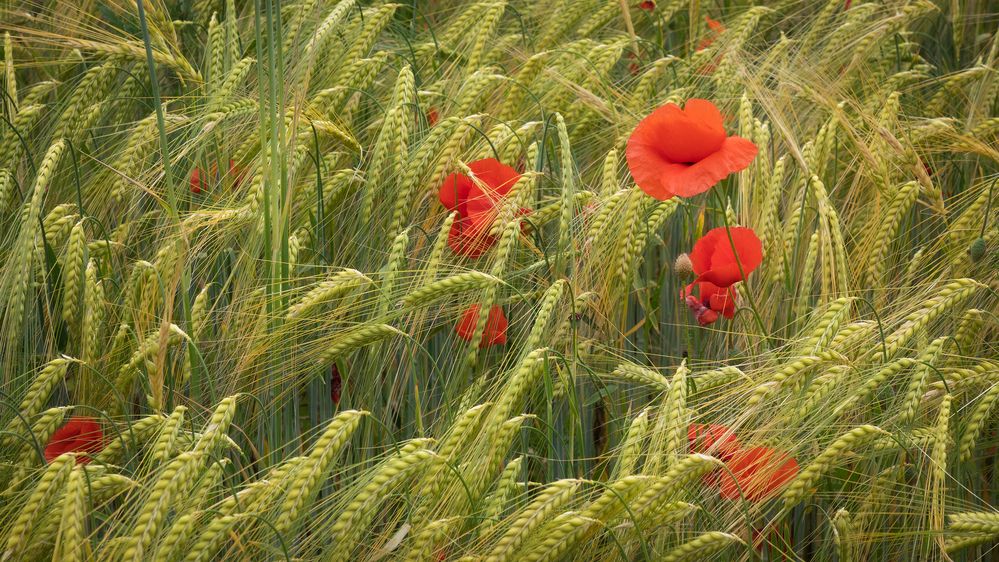 Mohn im Gerstenfeld