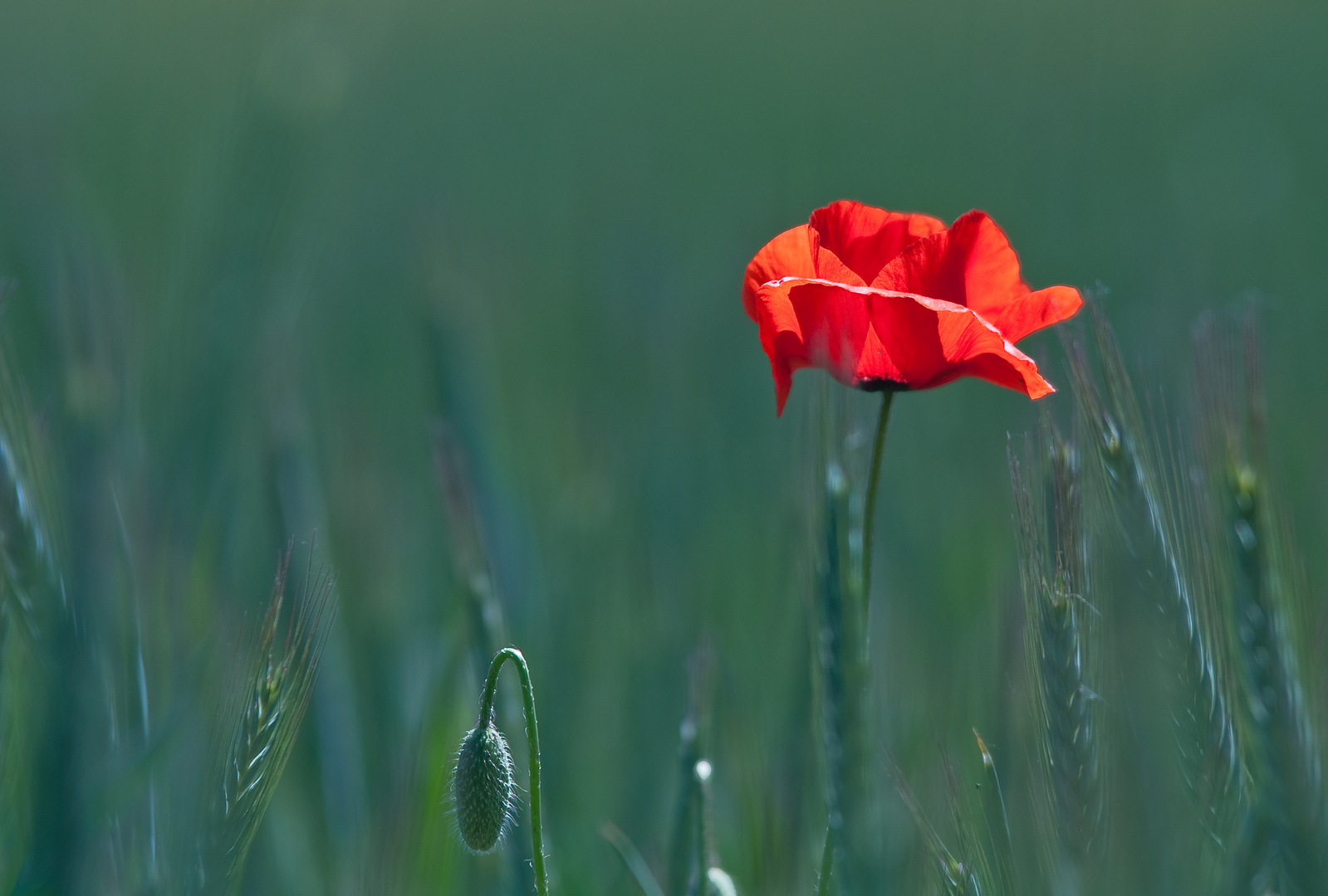 Mohn im Gerstenfeld