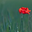 Mohn im Gerstenfeld