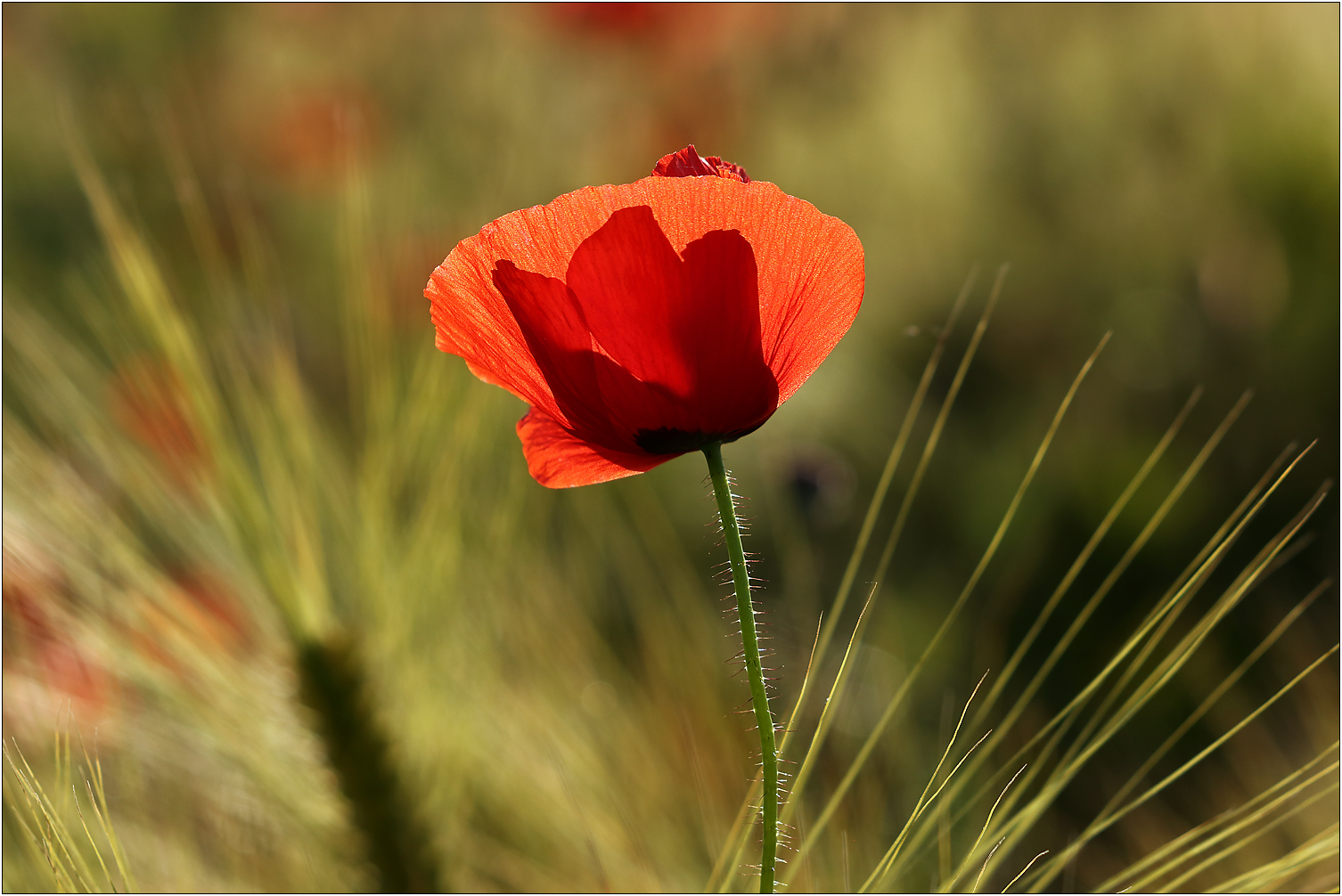 Mohn im Gerstenfeld...