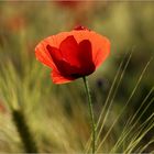 Mohn im Gerstenfeld...