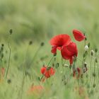 Mohn im Gerstenfeld