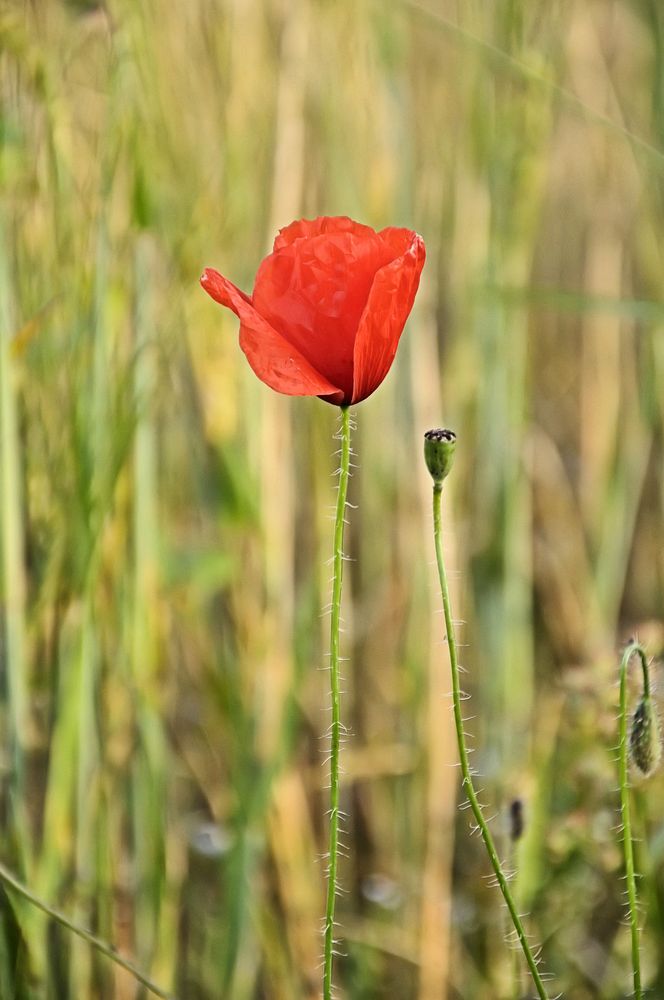 Mohn im Gerstenfeld