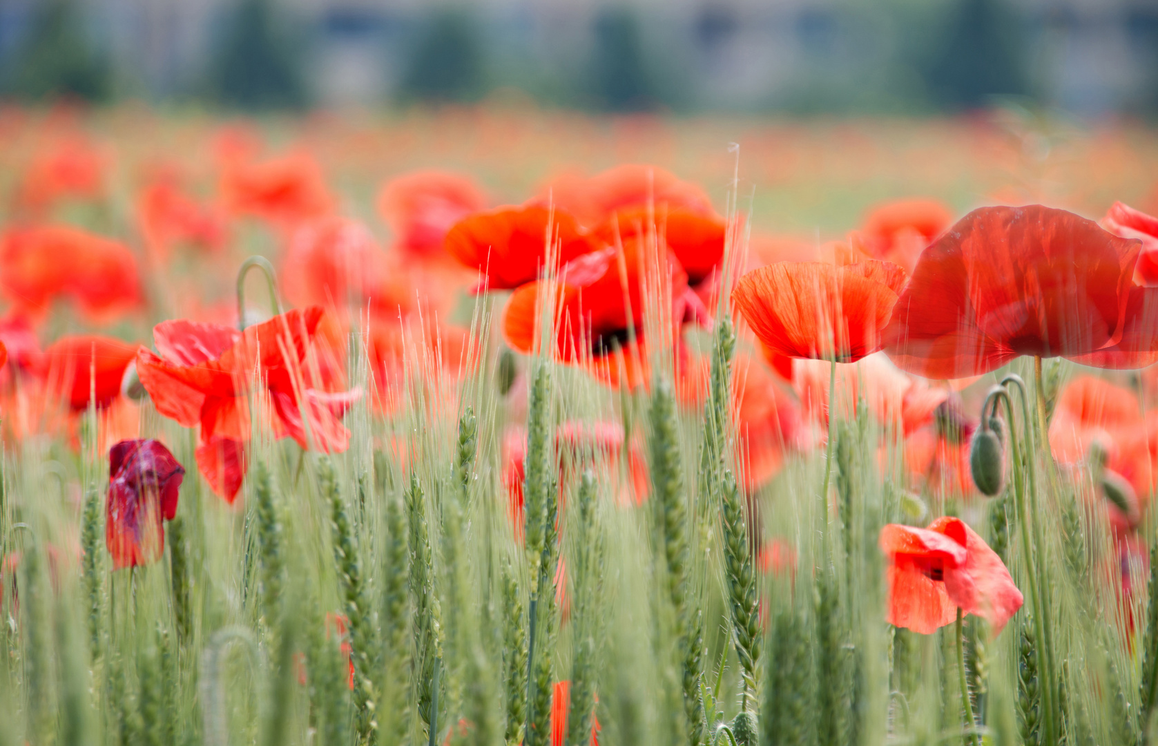 Mohn im Gerstenfeld